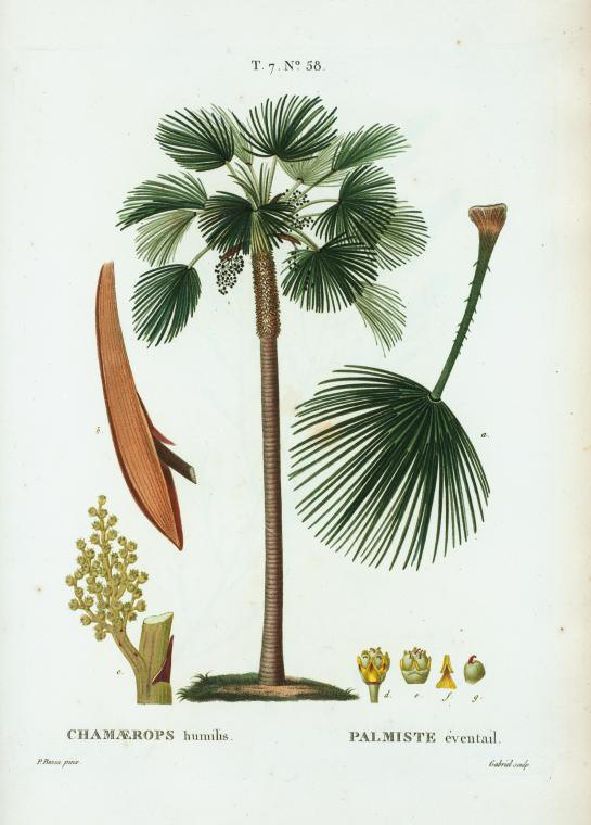 Chamaerops humilis (palmiste eventail)