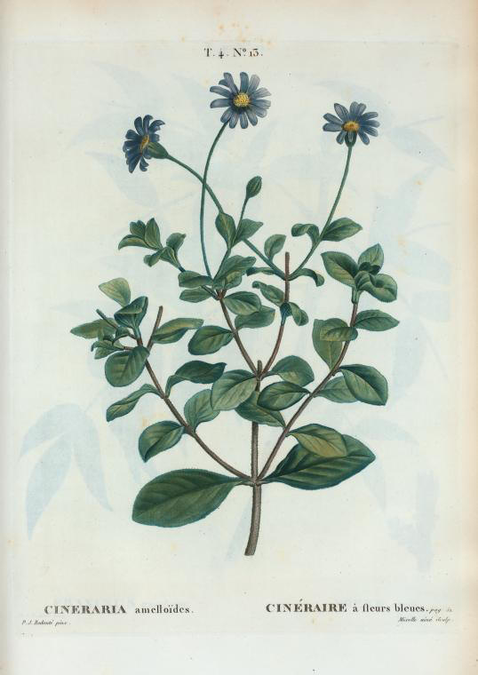 Cineraria amelloides (cineraire à fleurs bleues)