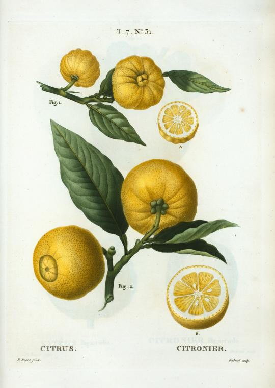 Citrus (citronier)