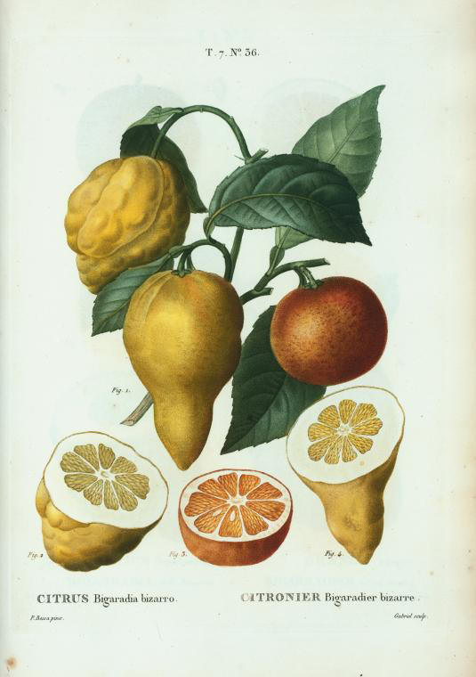 Citrus bigaradia bizarro (citronier bigaradier bizarre)