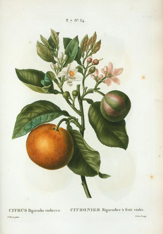 Citrus bigaradia violacea (citronier bigaradier à fruit violet)