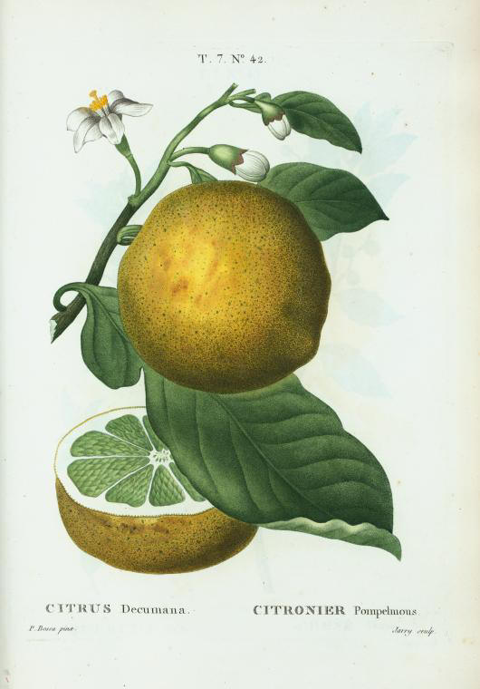 Citrus decumana (citronier pompelmous)