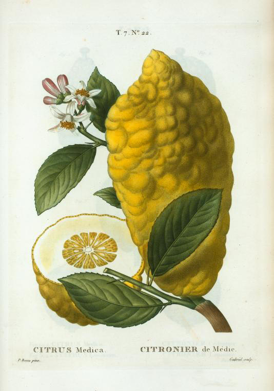 Citrus medica (citronier de medie)