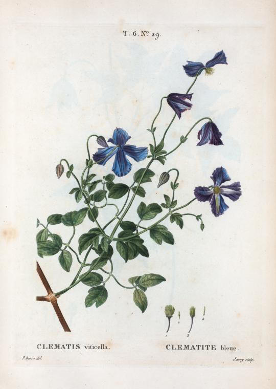 Clematis viticella (clematite bleue)