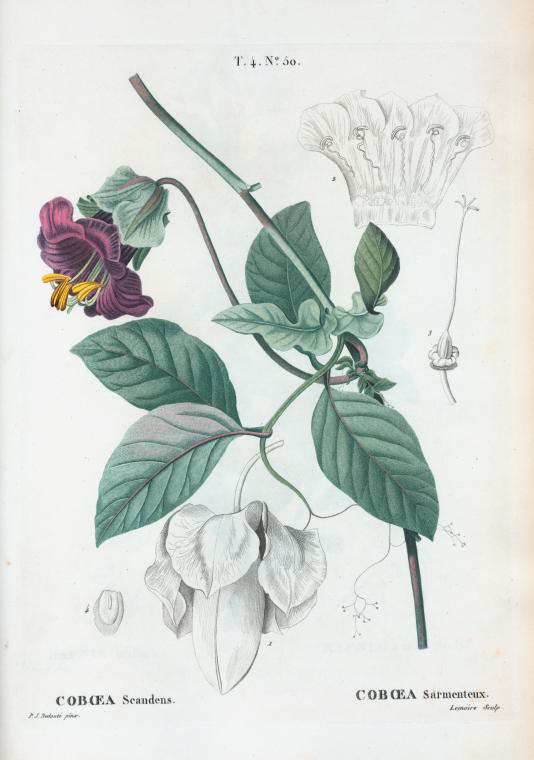 Coboea scandens (coboea sarmenteux)