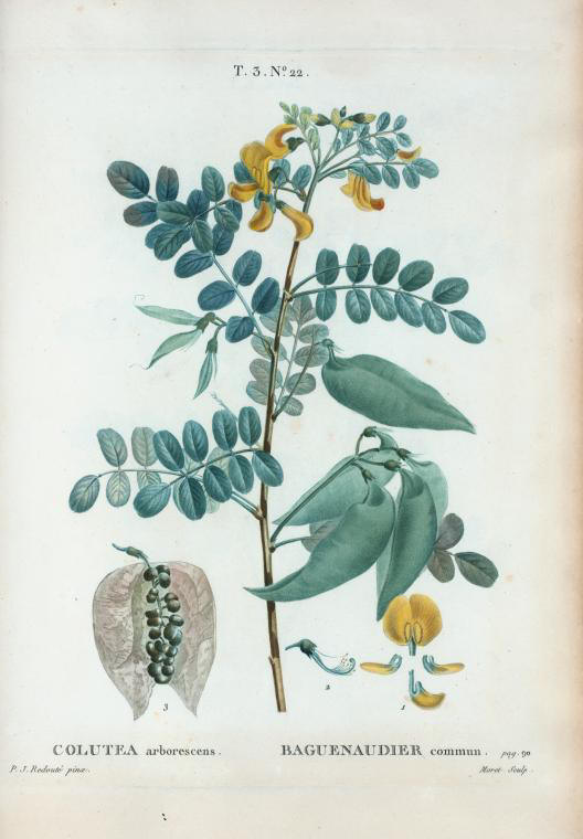 Colutea arborescens (baguenaudier commun)