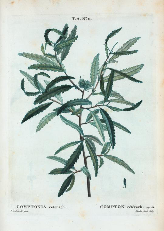 Comptonia ceterach (compton ceterach)
