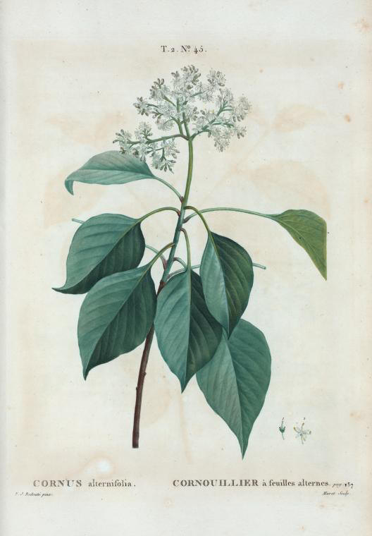 Cornus alternifolia (cornouiller à feuilles alternes)