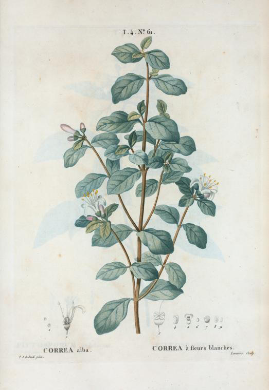 Correa alba (correa à fleurs blanches)
