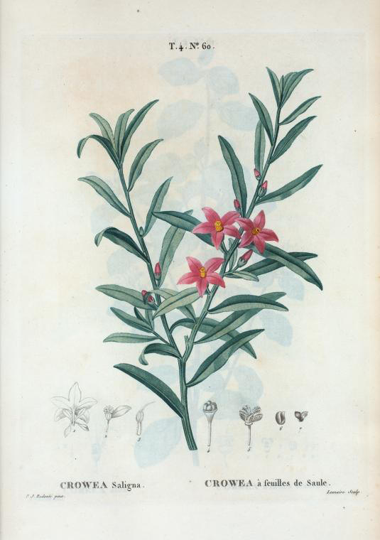 Crowea saligna (crowea à feuilles de saule)