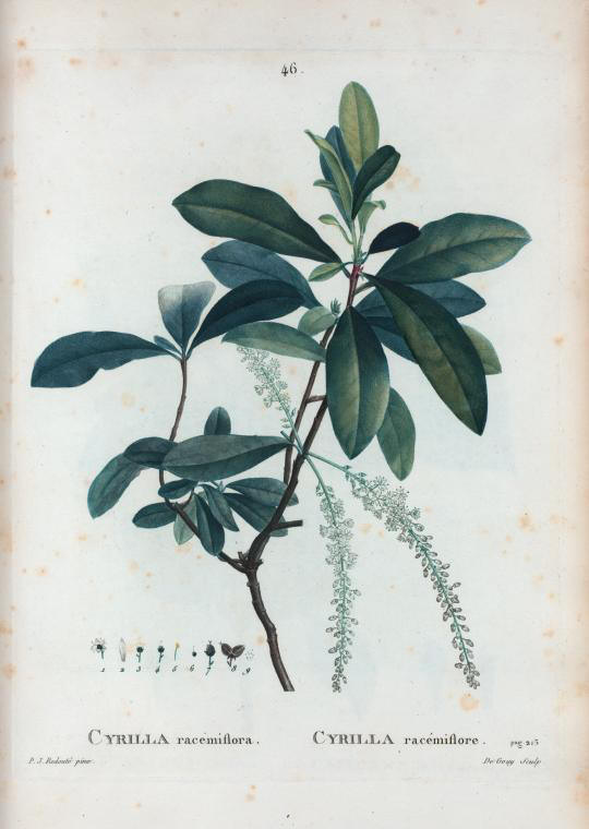 Cyrilla racemiflora (cyrilla racemiflore)