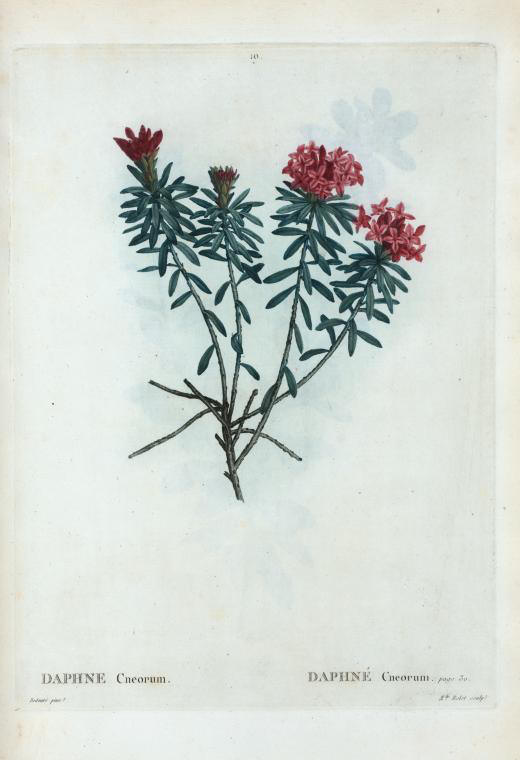 daphne cneorum (daphne cneorum)