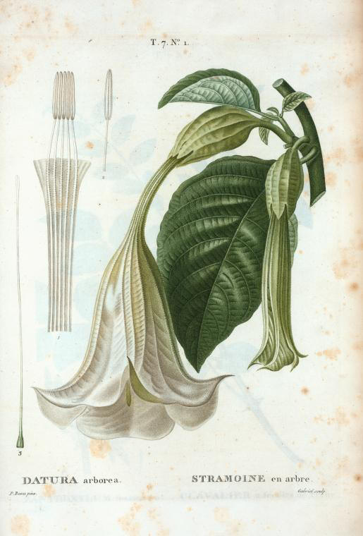 datura arborea (stramoine en arbre)