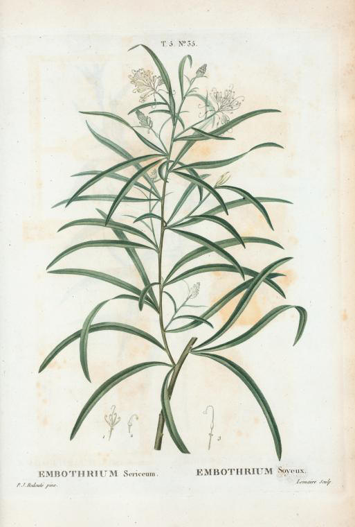 embothrium sericeum (embothrium soyeux)