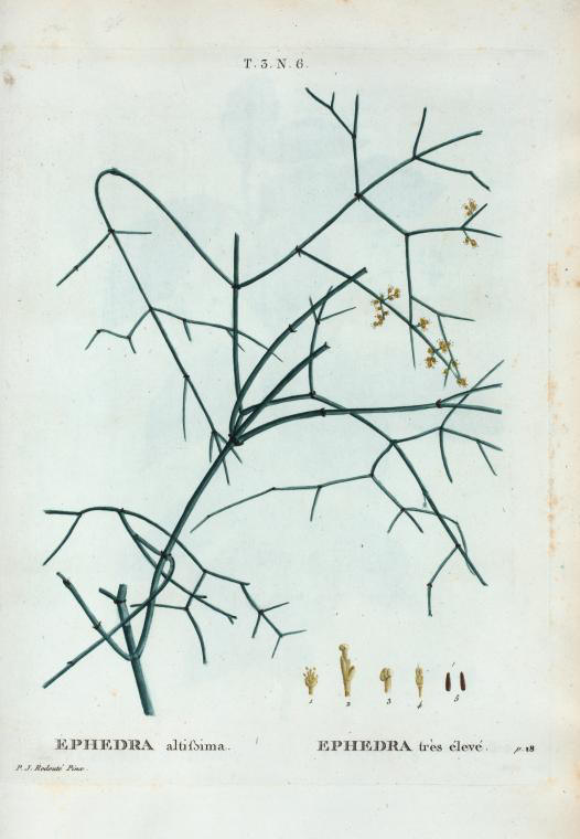 ephedra altissima (ephedra très élevé)