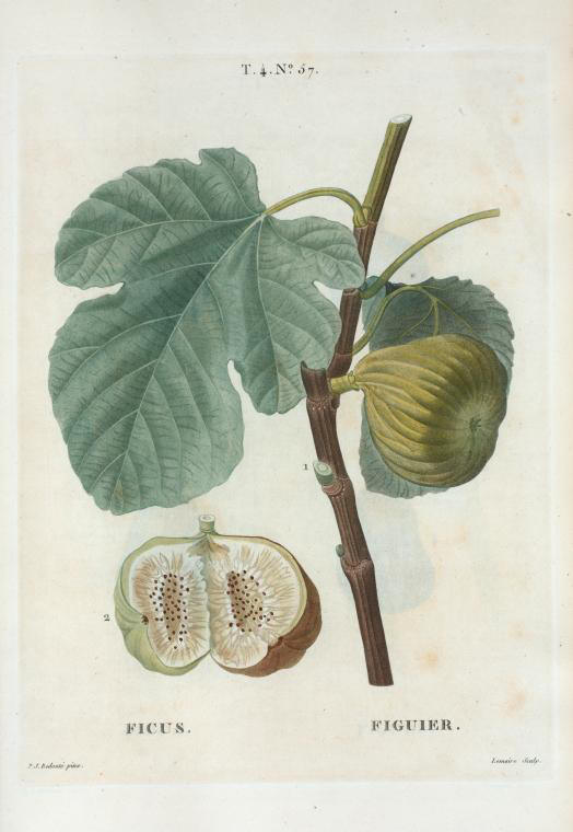 Ficus (figuier)
