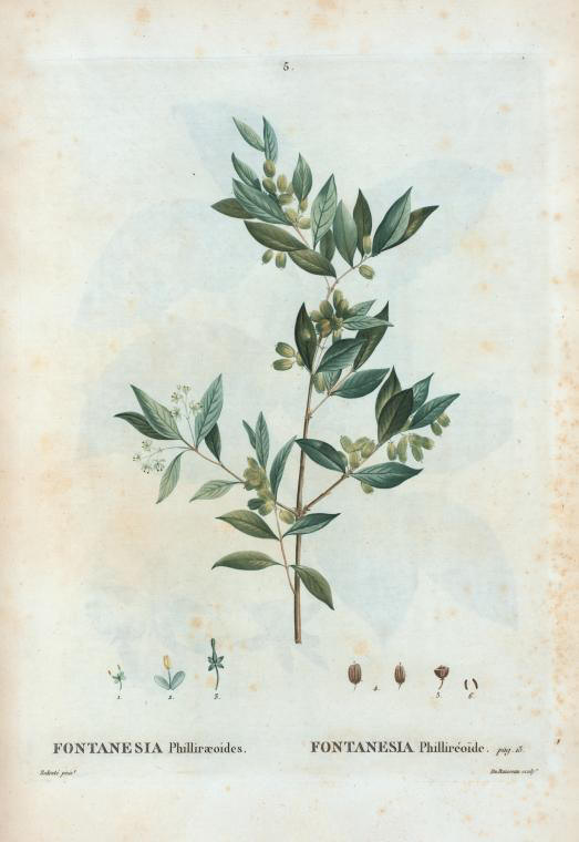 Fontanesia philliraeoides (fontanesia phillireoide)