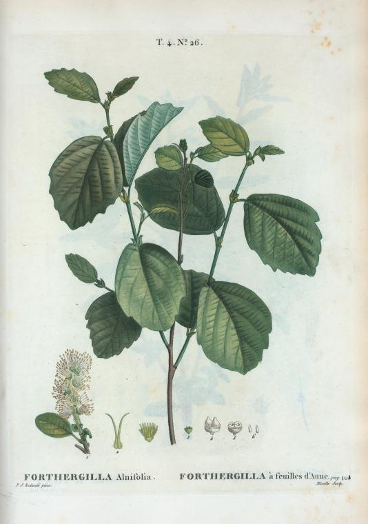 Forthergilla alnifolia (forthergilla à feuilles d'aune)