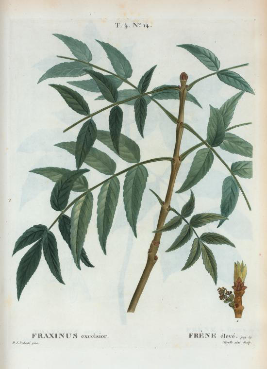 Fraxinus excelsior (frêne élevé)