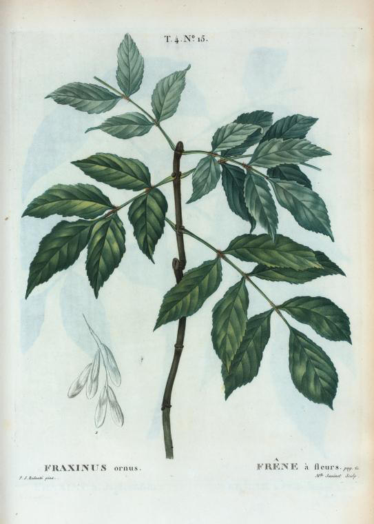 Fraxinus ornus (frêne à fleurs)