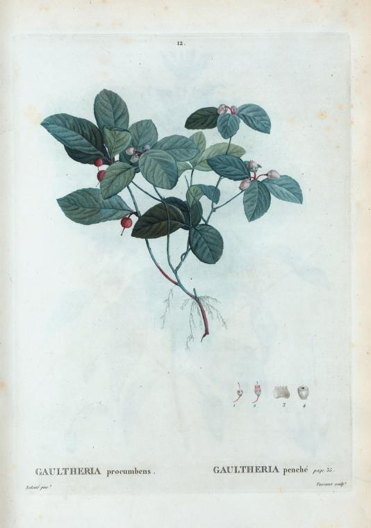 gautheria procumbens (gaultheria penche)