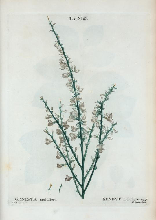 genista multiflora (genest multiflore)