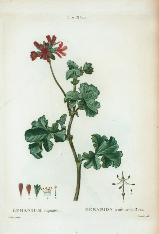 geranium capitatum (géranion à odeur de rose)