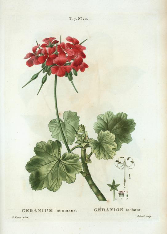 geranium inquinans (geranion tachant)