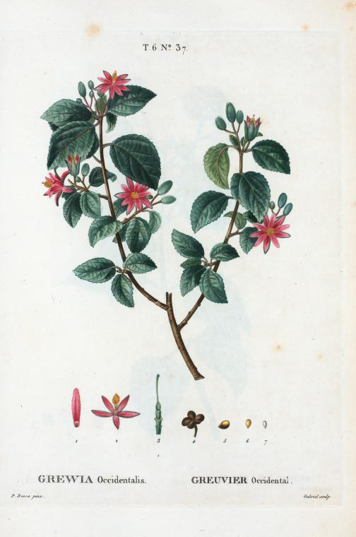 grewia occidentalis (greuvier occidental)