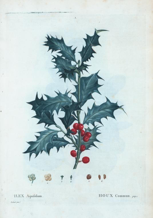 ilex aquifolium (houx commun)