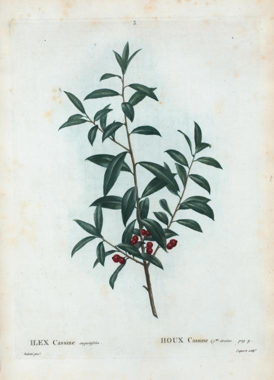 ilex cassine angustifolia (houx cassine à feuilles étroites)