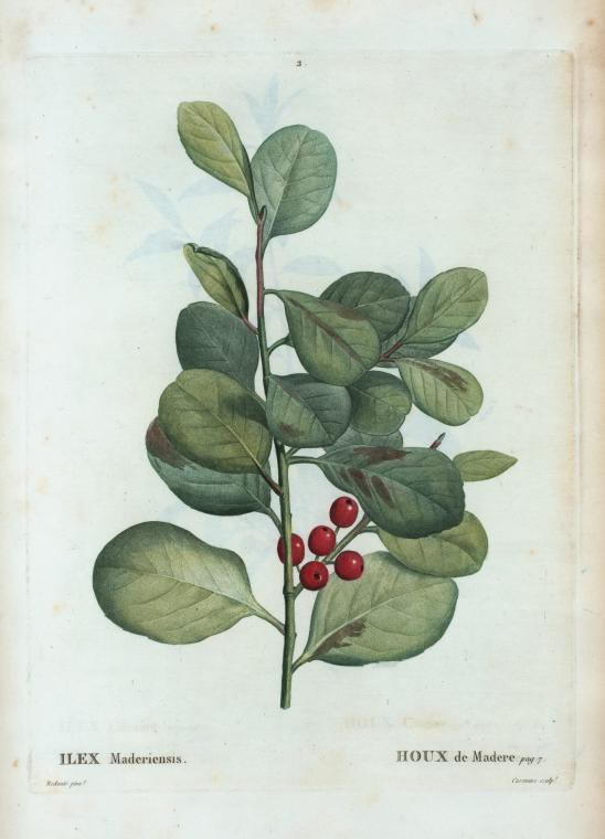 ilex maderiensis (houx de Madère)