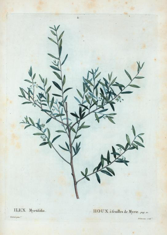 ilex myrtifolia (houx à feuilles de myrte)
