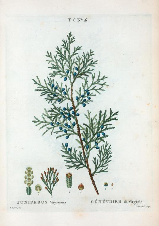 juniperus virginiana (genevrier de virginie)