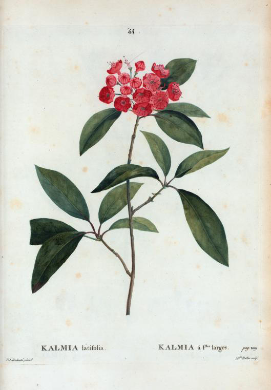 kalmia latifolia (kalmia à feuilles larges)