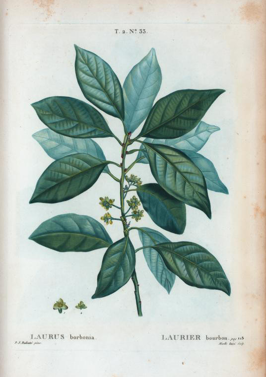 laurus borbonia (laurier bourbon)