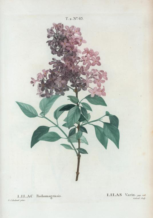 lilac rothomagensis (lilas varin)