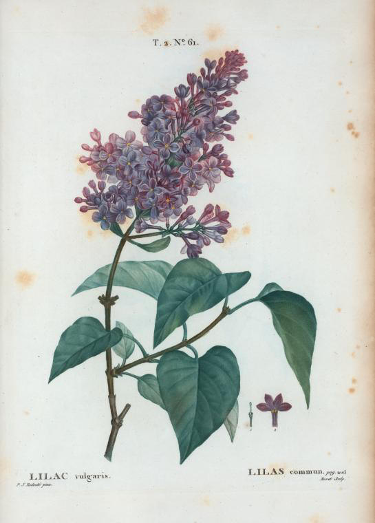 lilac vulgaris (lilas commun)