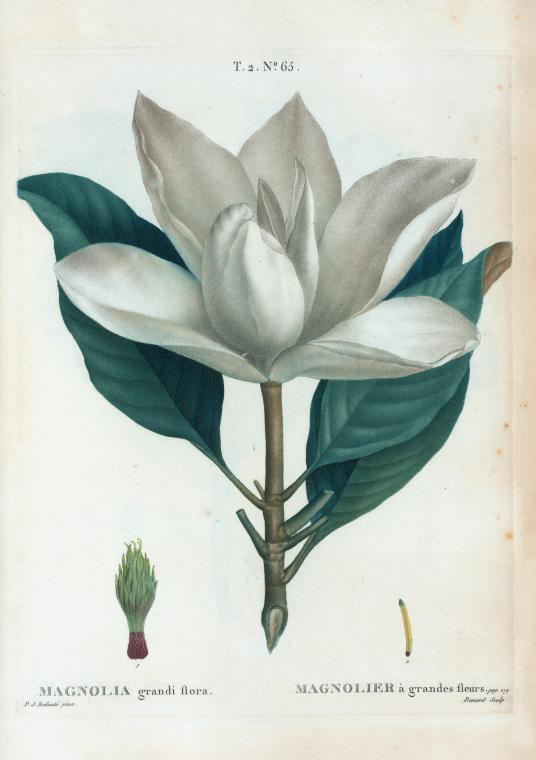 magnolia grandi flora (magnolier a grandes fleurs)