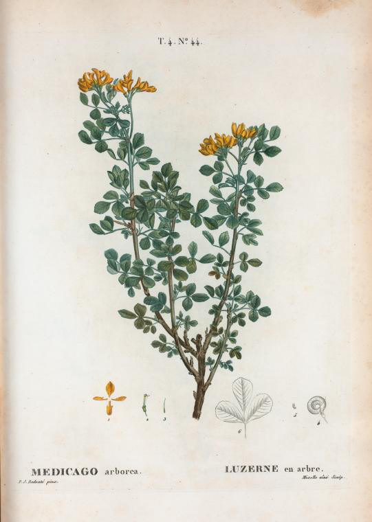 medicago arborea (luzerne en arbre)