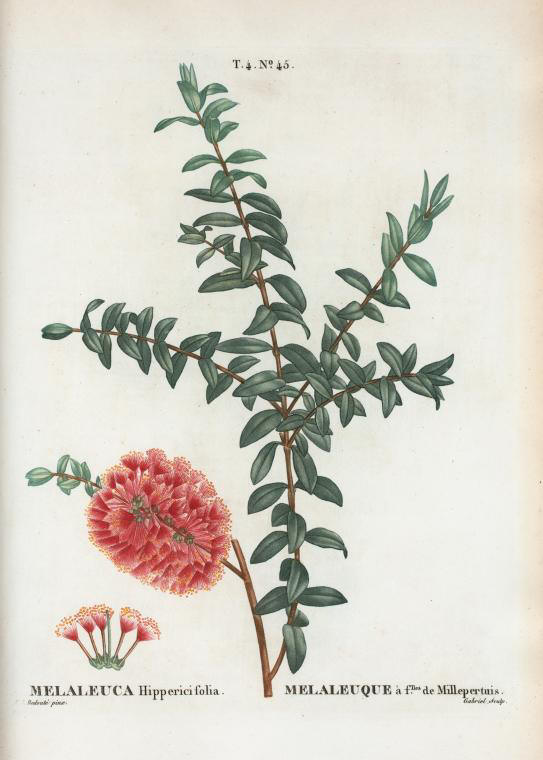 melaleuca hippericifolia (mélaleuque à feuilles de millepertuis)