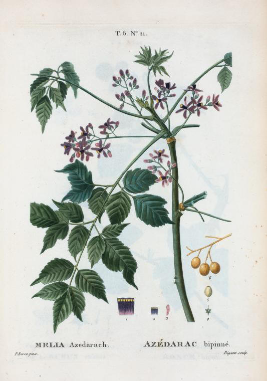 melia azedarach (azedarac bipinne)