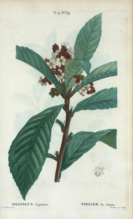 mespilus japonica (neflier du japon)