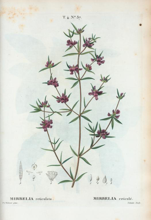 mirbelia reticulata (mirbelia reticule)