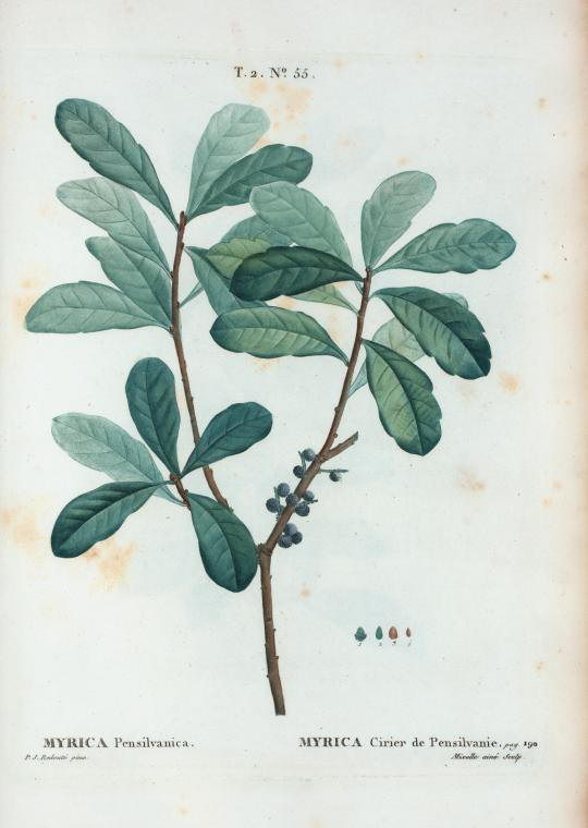 myrica pensilvanica (myrica cirier de pensilvanie)