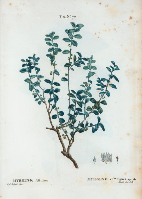 Myrsine africana (Myrsine à feuilles aigües)