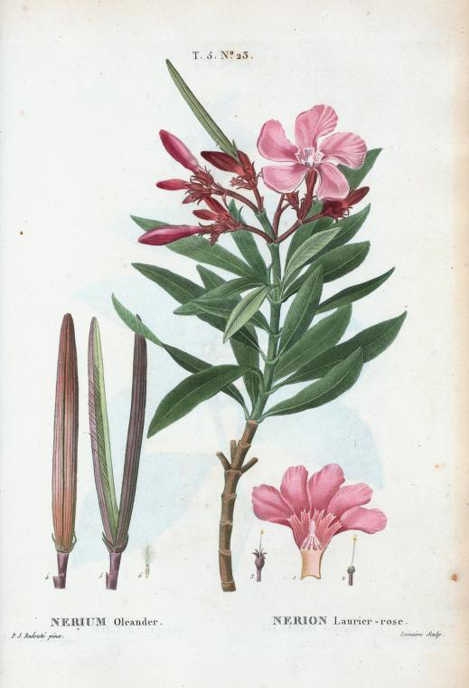 nerium oleander (nerion laurier-rose)