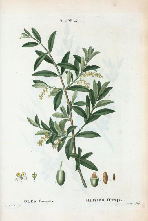 olea europaea (olivier d'Europe)