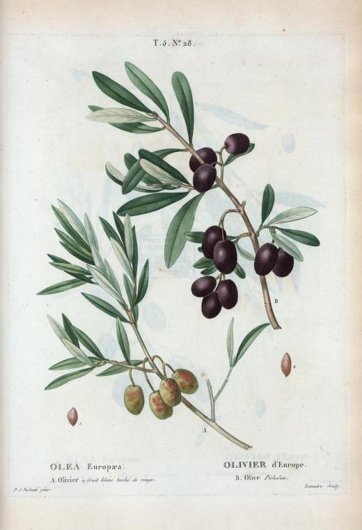 olea europaea (olivier d'Europe, a- olivier a fruit blanc tache de rouge