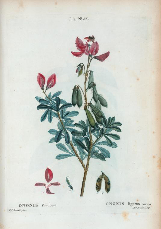 ononis fruticosa (ononis ligneux)